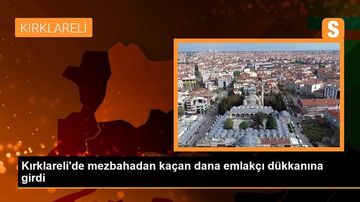 Kırklareli\'de mezbahadan kaçan dana emlakçı dükkanına girdi