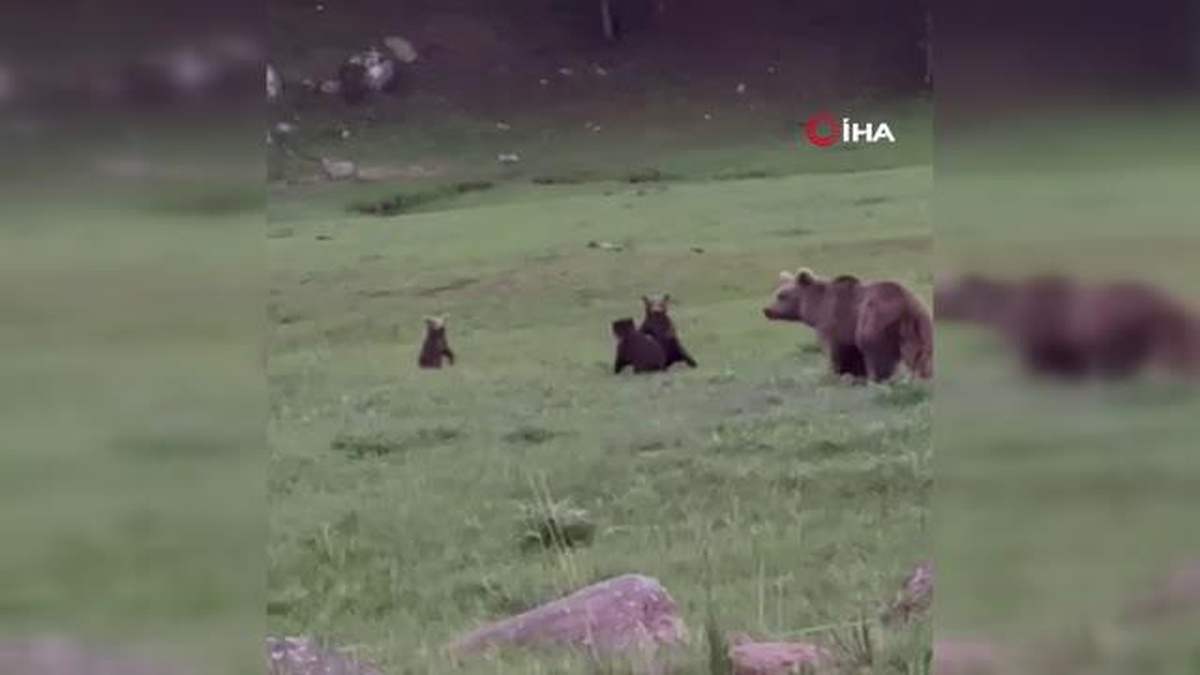 Sarıkamış\'ta Boz Ayı ve 3 Yavrusu Kameraya Böyle Yansıdı