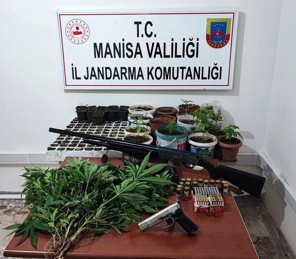 Saruhanlı\'da 403 kök kenevir ele geçirildi