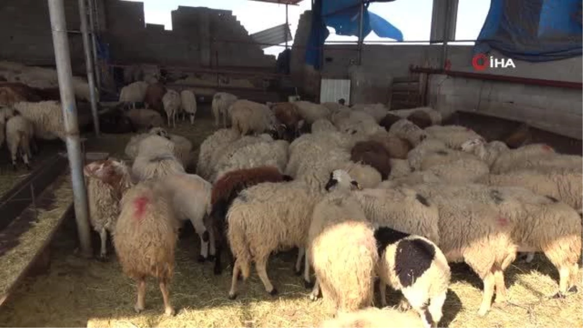 Depremzede Besiciye Yeni Hayvanlar Verildi