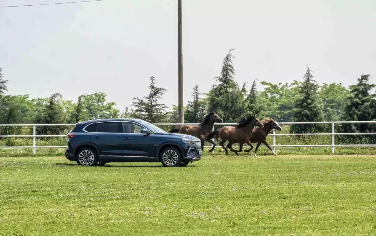 Togg, TİGEM Karacabey Harası\'nda şampiyon atlarla yarıştı