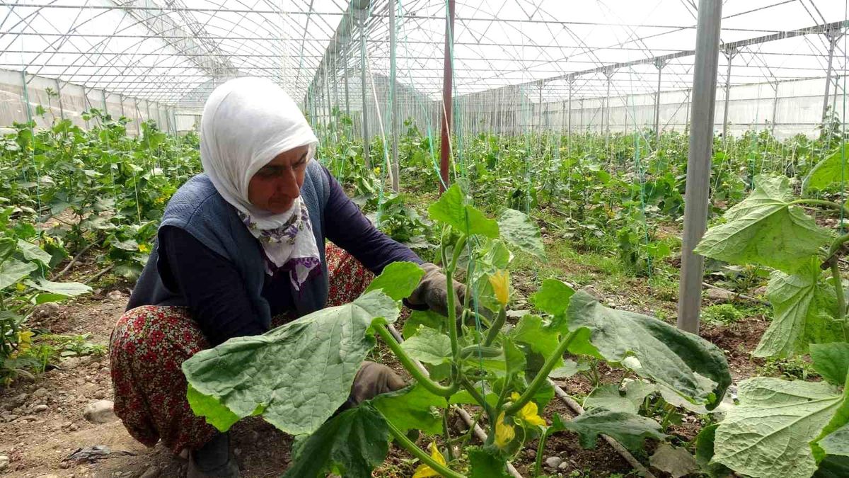 Tokat\'ta Seralarda Salatalık Hasadı Başladı
