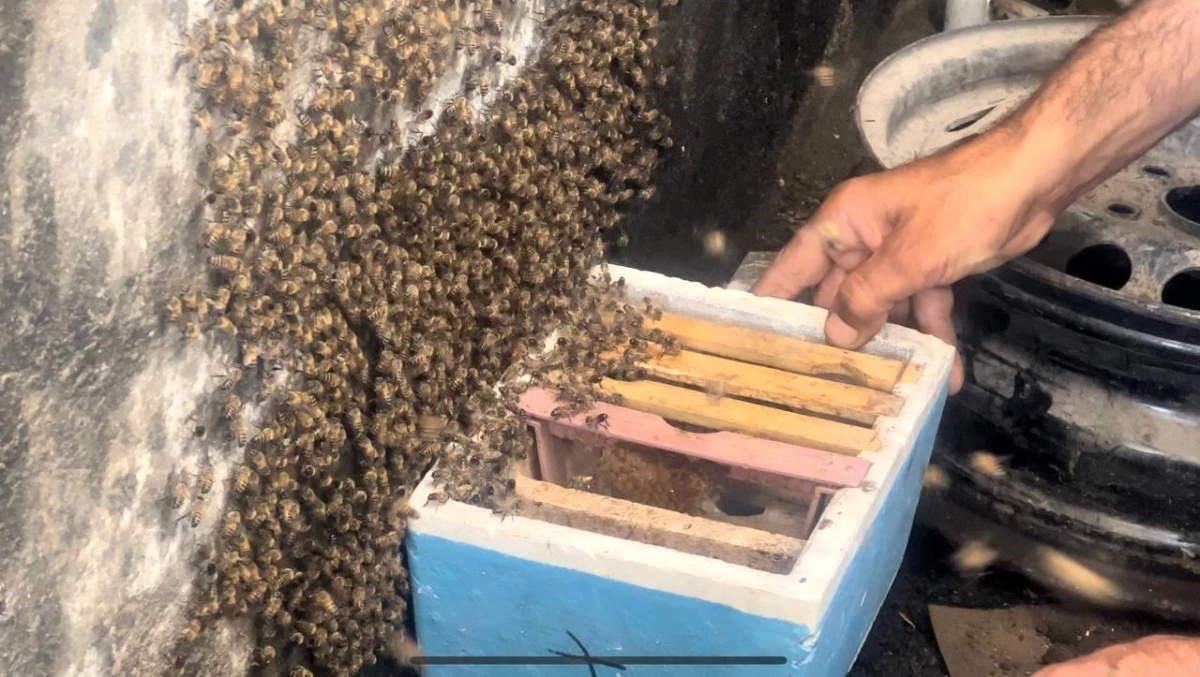 Şanlıurfa\'da iş yeri depoda yuva kuran arılarla karşılaştı