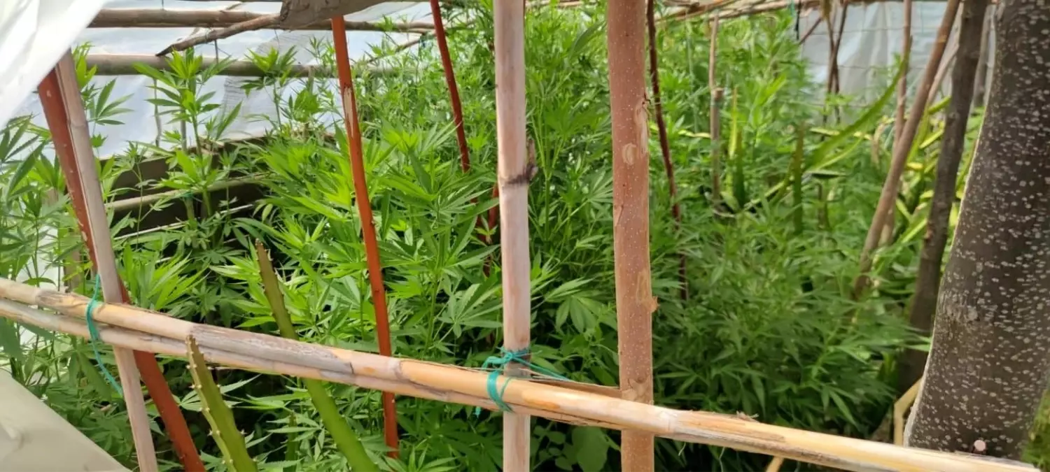 Hatay\'da kenevir operasyonu