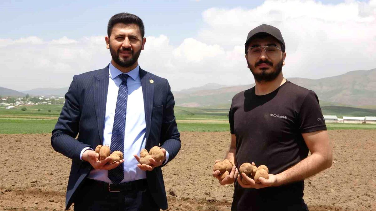 Irak\'tan dönen iş insanı Hakkari\'de patates üretimine başladı