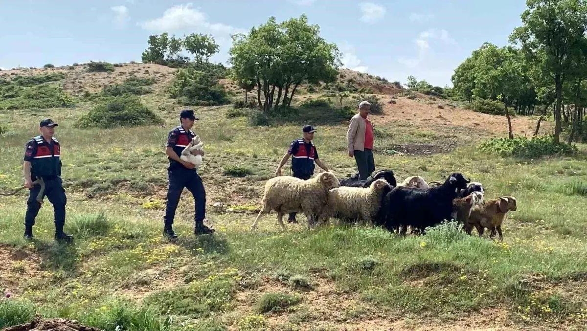 Kaybolan Küçükbaş Hayvanlar Jandarma Ekiplerince Bulundu