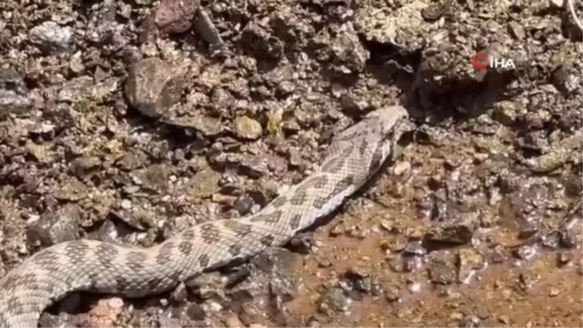 Tunceli\'de Ortadoğu ve Orta Asya\'da yaşayan Kocabaş Yılanı görüntülendi