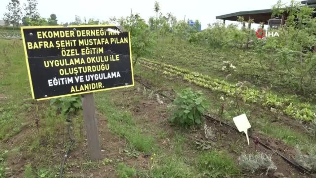 Özel izinle üretilen bitkiler tıpta kullanılıyor