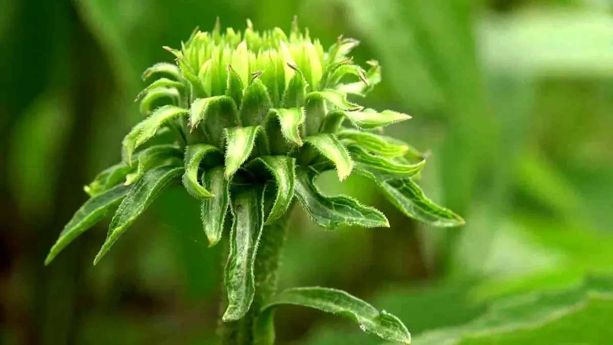 Samsun\'da çiftçiler tıbbi, aromatik ve endemik bitki üretiyor