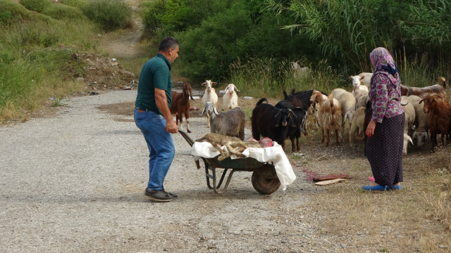 Pitbullar Manavgat'ta Koyun Ağılına Saldırdı