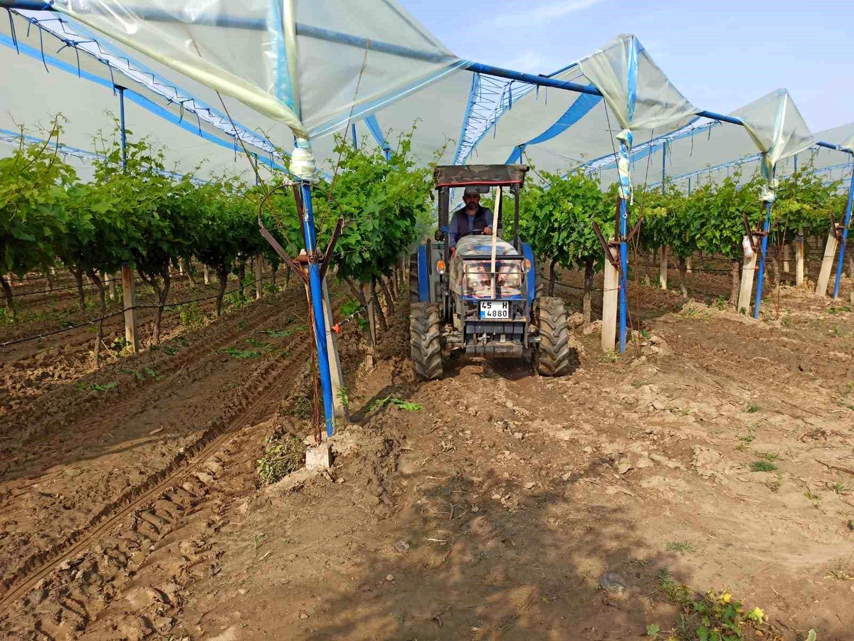 Sarıgöl Ovası\'nda üzüm hasat sezonu başladı