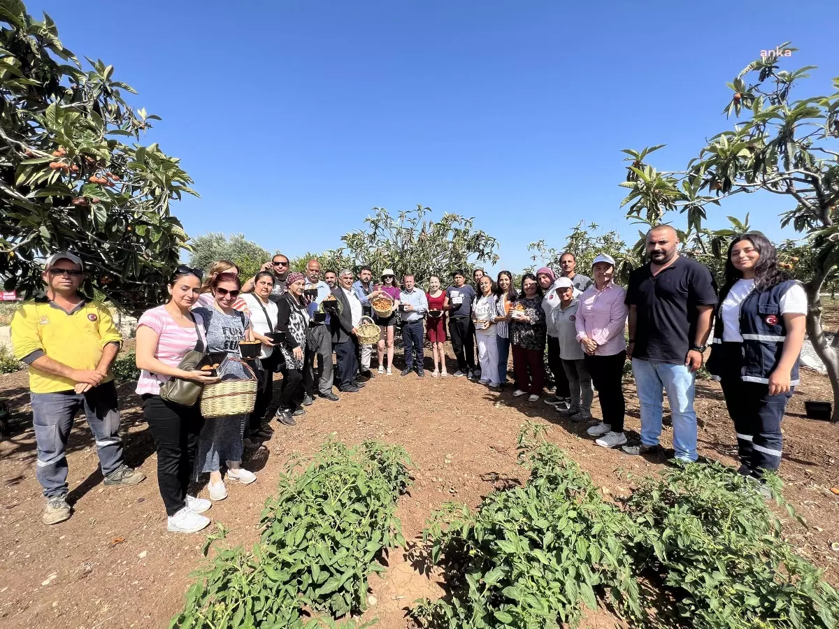 Tarsus Belediyesi Engelsiz Tarım Alanı\'nda Yenidünya Hasadı Yaptı