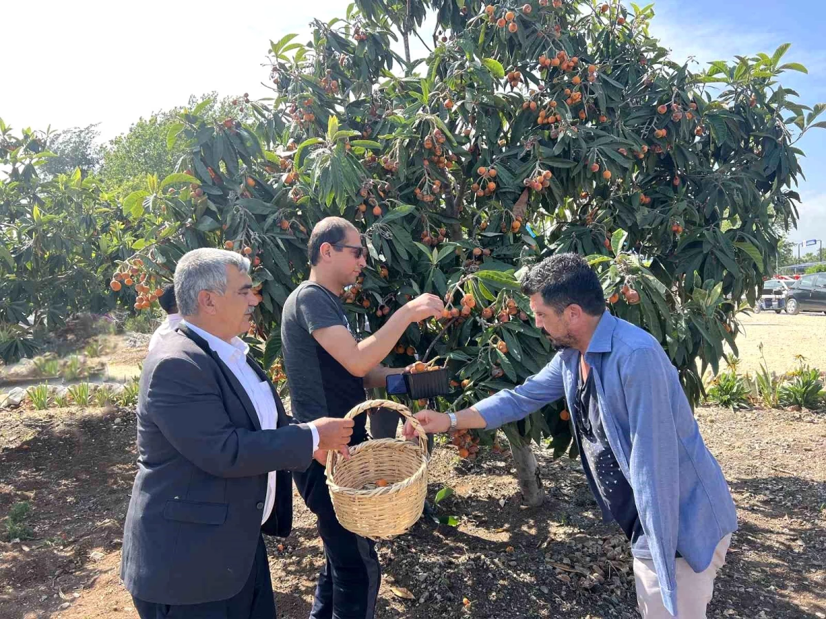 Engelsiz tarım alanında yenidünya hasadı gerçekleştirildi