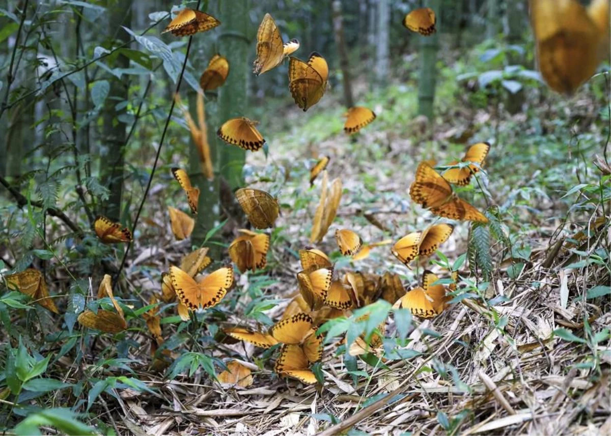 Çin\'in Yunnan Eyaletinde On Milyonlarca Kelebek Kozalarından Çıktı
