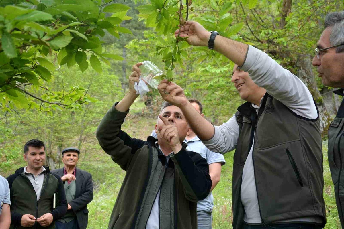 Kestane ormanlarına yırtıcı böcek salındı