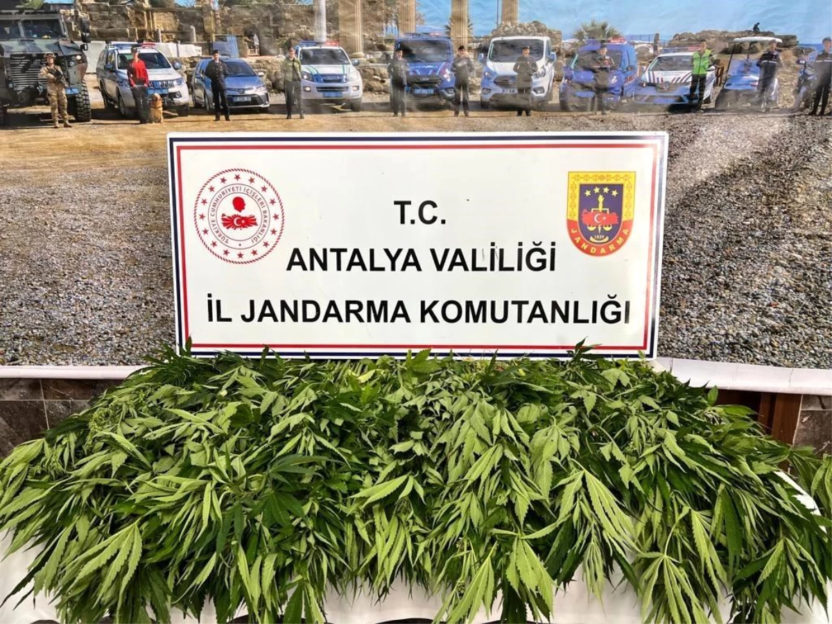 Antalya\'da 268 kök kenevir ele geçirildi