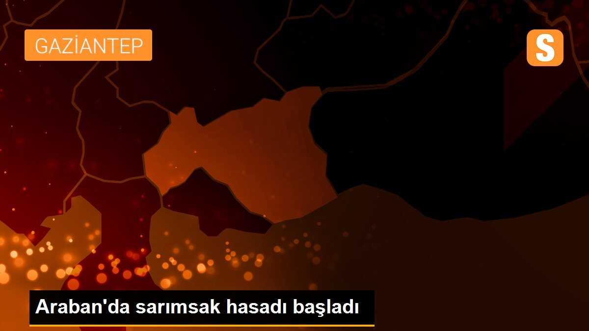Araban\'da sarımsak hasadı başladı
