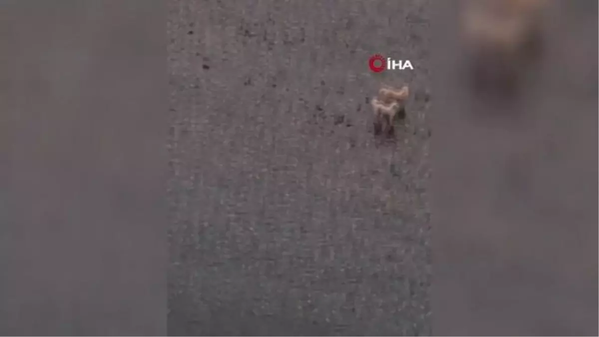 Baraj gölünde mahsur kalan köpekler kurtarıldı