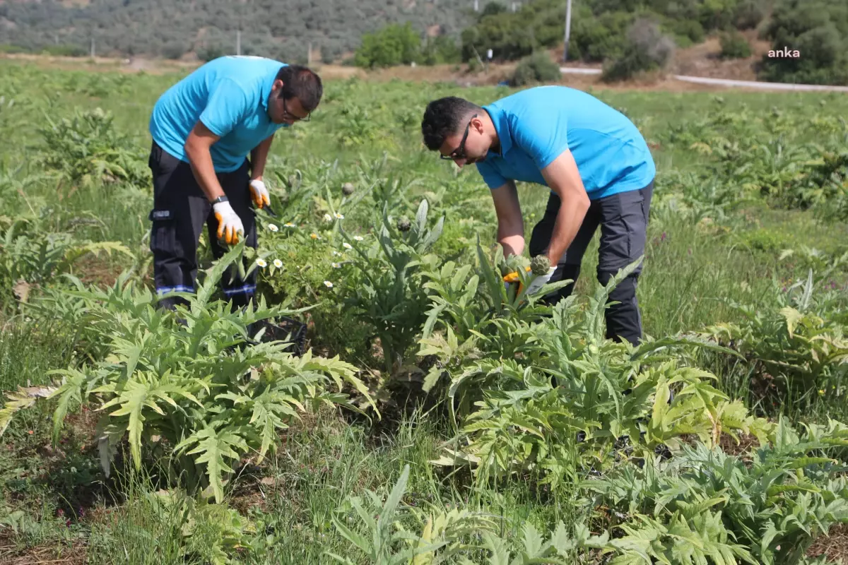 Bodrum Belediyesi Tarımsal Üretim İçin Çalışıyor
