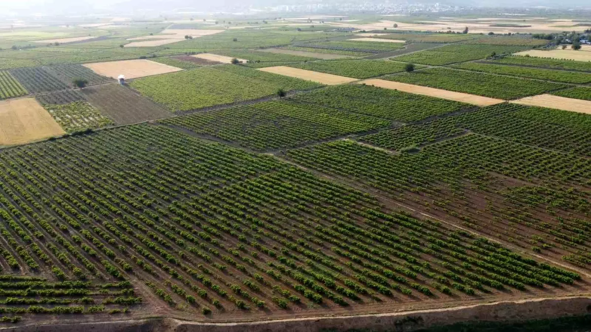 Hatay\'da üzüm yaprağı hasadı başladı