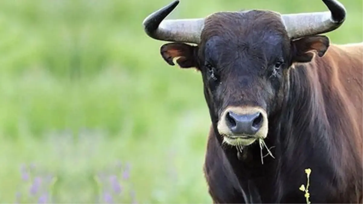 Öküzün saldırısına uğrayan adam hayatını kaybetti