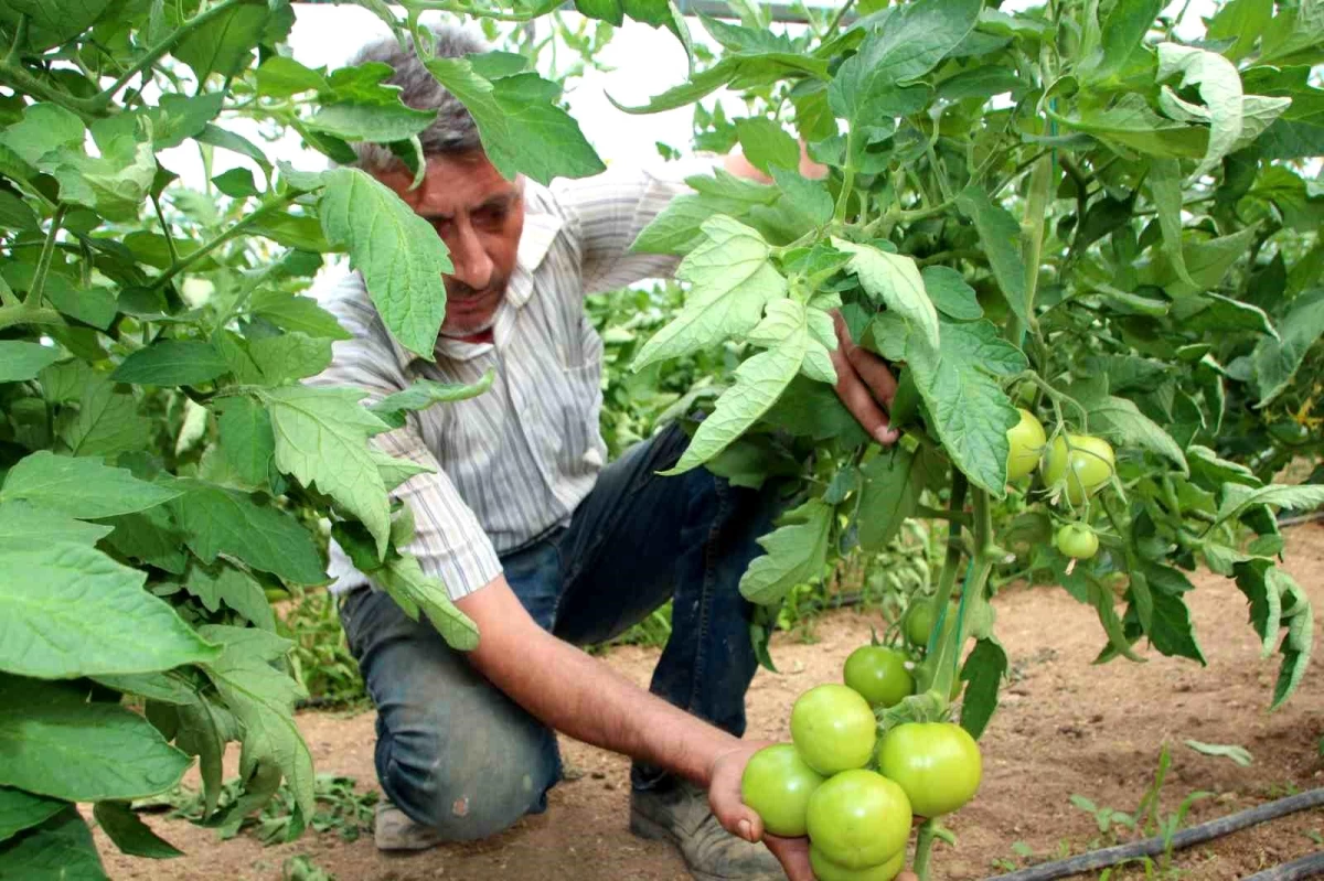 Sakarya Ovası\'nda Türkiye\'nin domates ihtiyacının yüzde 30\'u karşılanacak