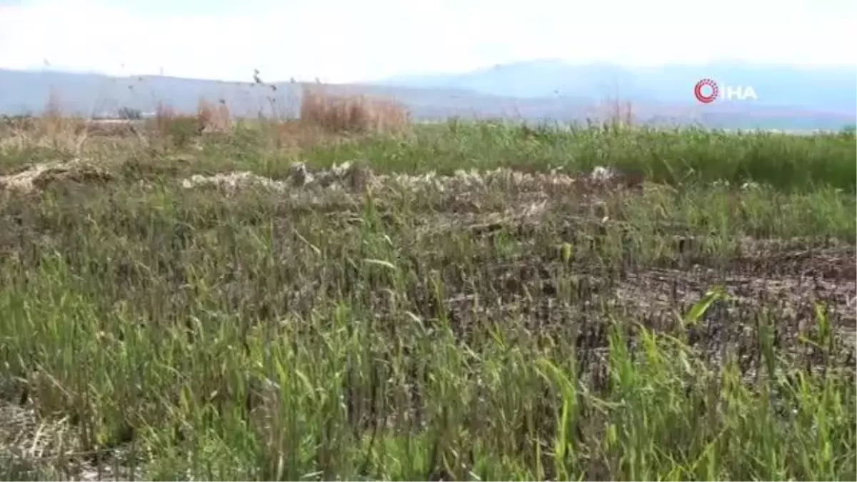 Van\'da yanan sazlıklar yeniden yeşeriyor