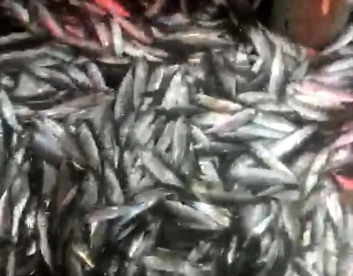 Zonguldaklı Balıkçılar 1,5 Ton Balık Yakaladı