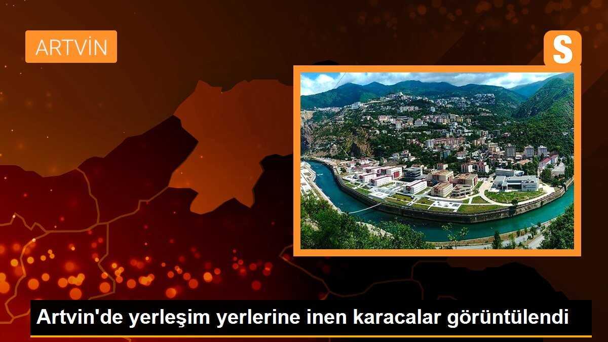 Artvin\'de yerleşim yerlerine inen karacalar görüntülendi