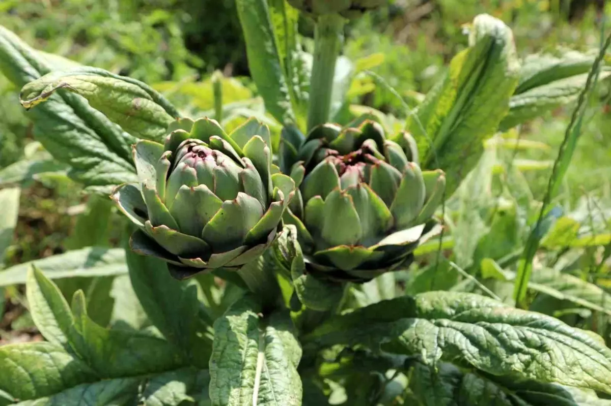 Bodrum Belediyesi 8 Bin 750 Adet Enginarın Hasadına Başladı