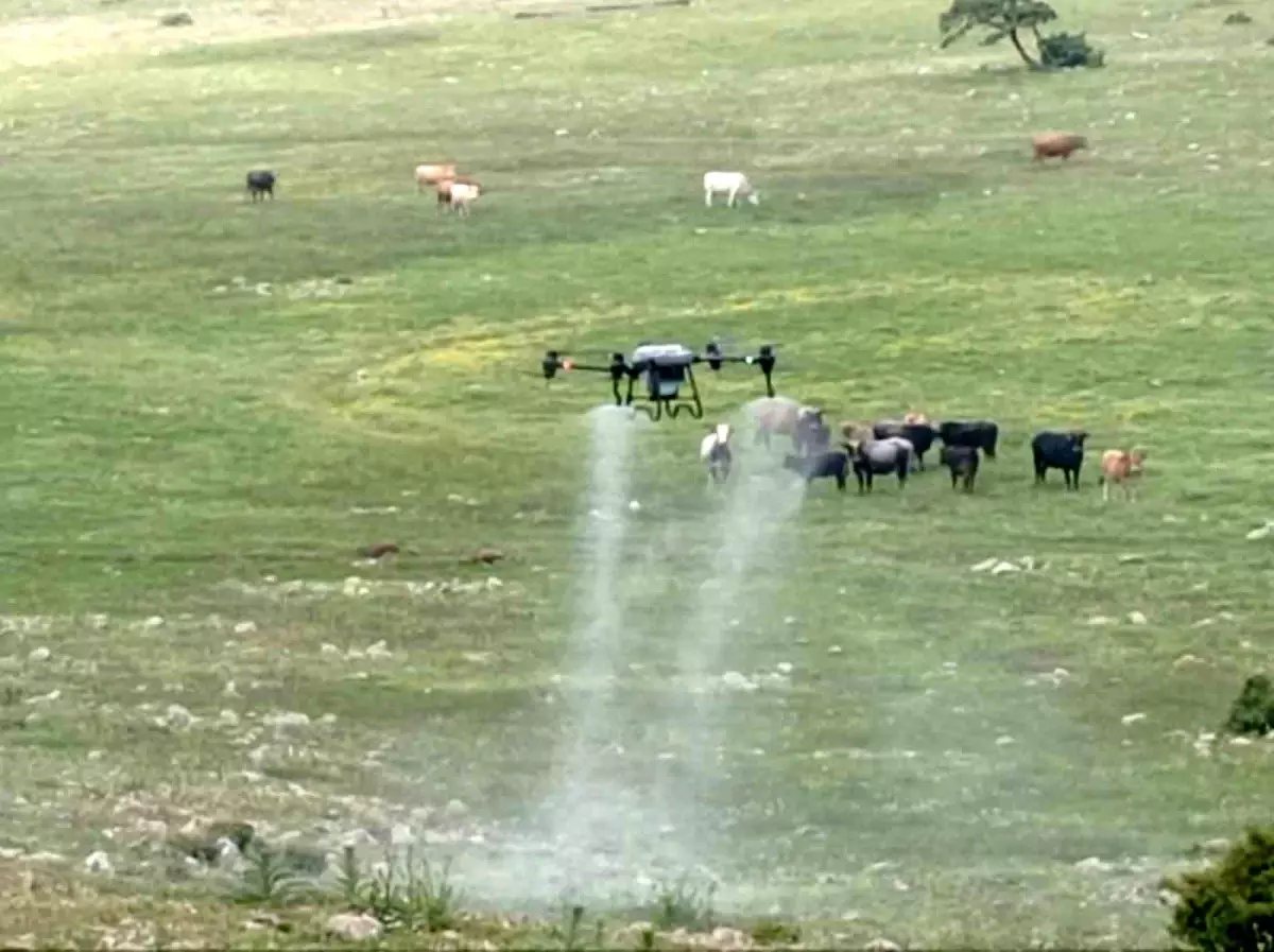 Manisa Büyükşehir Belediyesi, Kırkağaç\'ta Çekirge İlaçlaması İçin Dron Kullanıyor