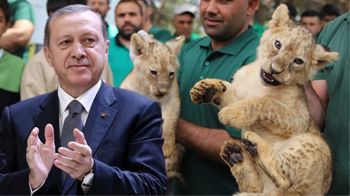 Cumhurbaşkanı Erdoğan\'a hediye edilen 4 aslandan biri dördüz doğurdu