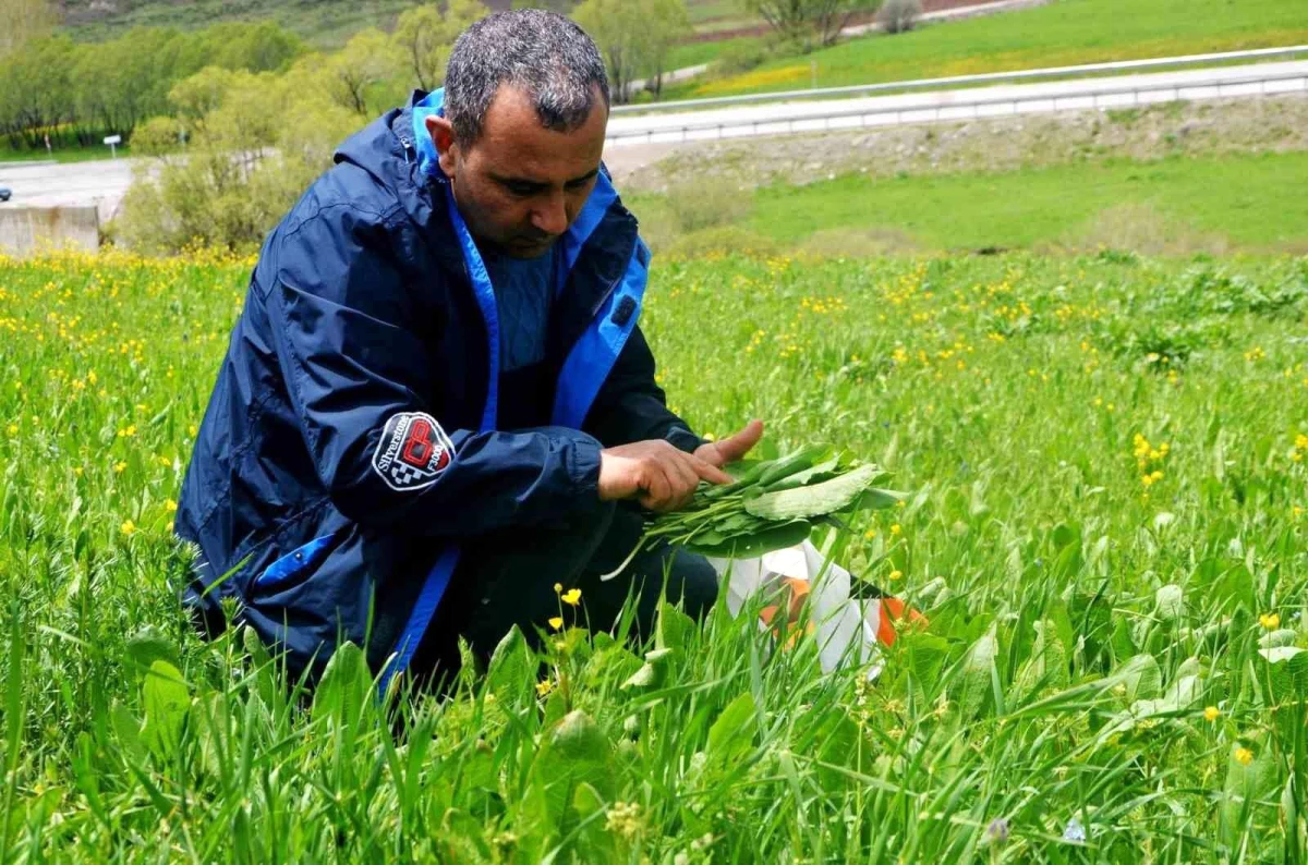 Erzurum\'da doğal olarak yetişen yöre bitkileri sebze olarak tüketiliyor
