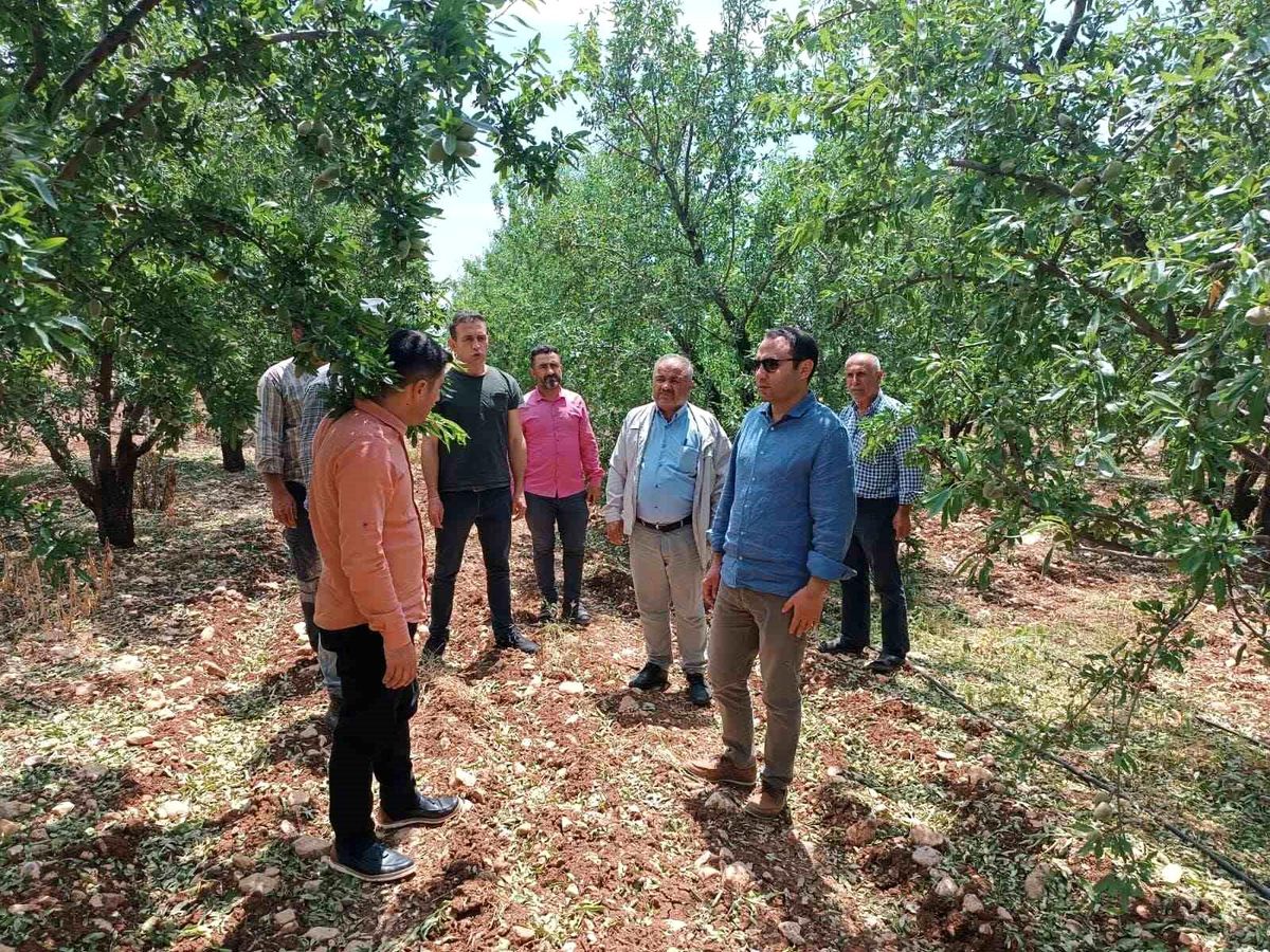 Besni\'de dolunun zarar verdiği tarım alanları incelendi