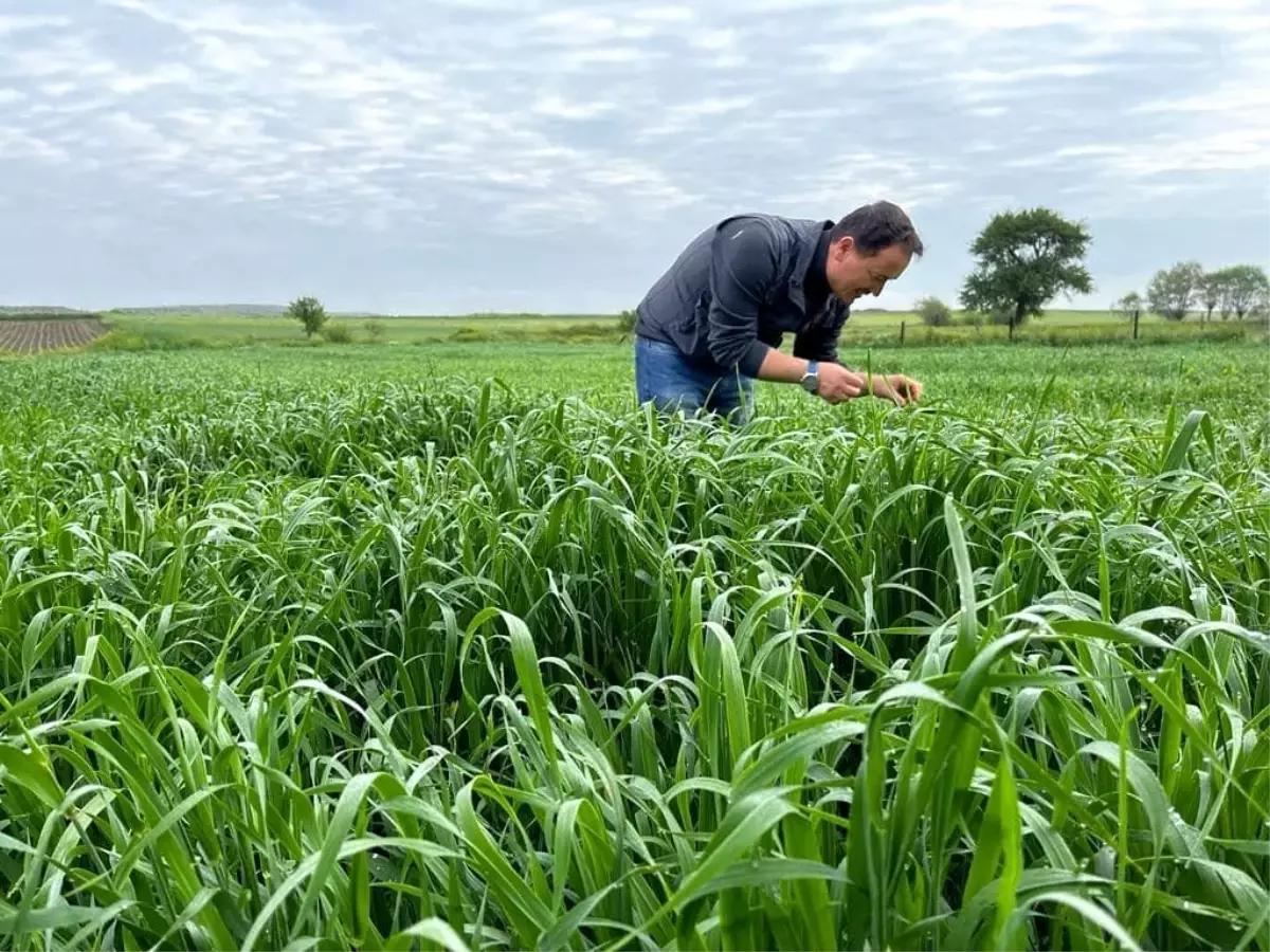 Afyonkarahisar\'da ekili alanlarda zararlı haşerelere karşı mücadele başlatıldı