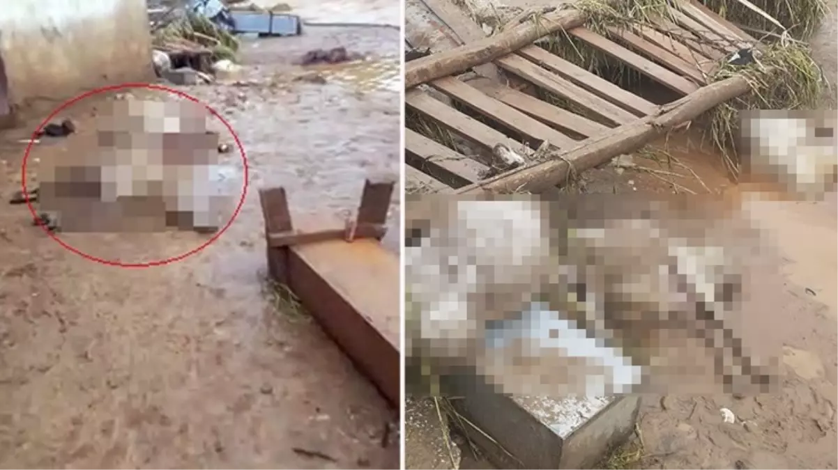 Elazığ\'da şiddetli yağışla birlikte yaşanan selde 200 küçükbaş hayvan telef oldu