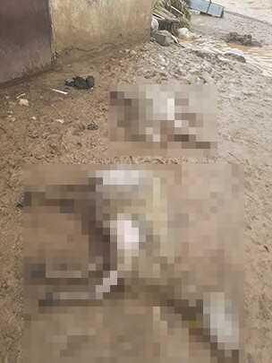 Elazığ'da Sağanak ve Dolu Etkili Oldu; 200 Küçükbaş Hayvan Öldü