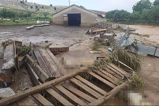 Elazığ'da Sağanak ve Dolu Etkili Oldu; 200 Küçükbaş Hayvan Öldü