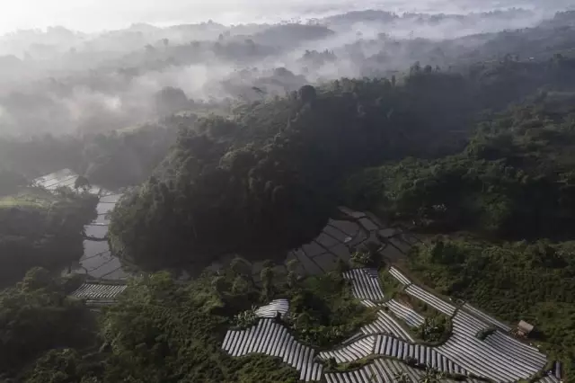 Endonezya'daki Çay Tarlalarının Etkileyici Manzarası