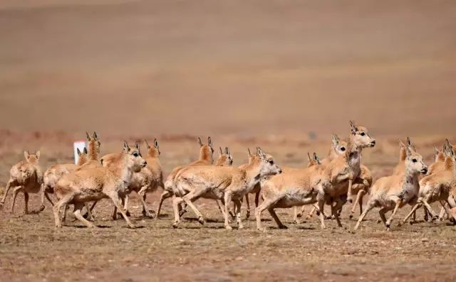 Gebe Tibet Antilopları Doğum İçin Doğa Koruma Alanına Göç Ediyor