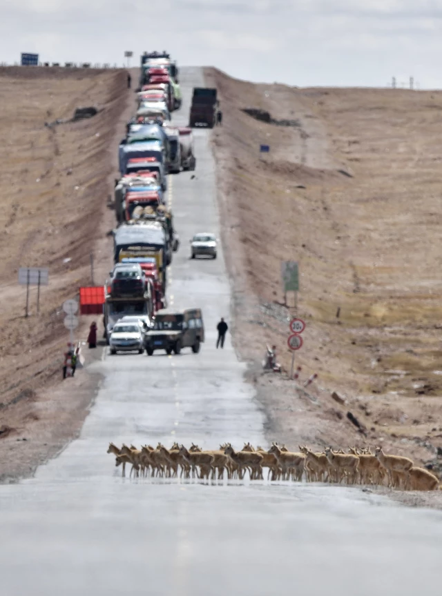 Gebe Tibet Antilopları Doğum İçin Doğa Koruma Alanına Göç Ediyor