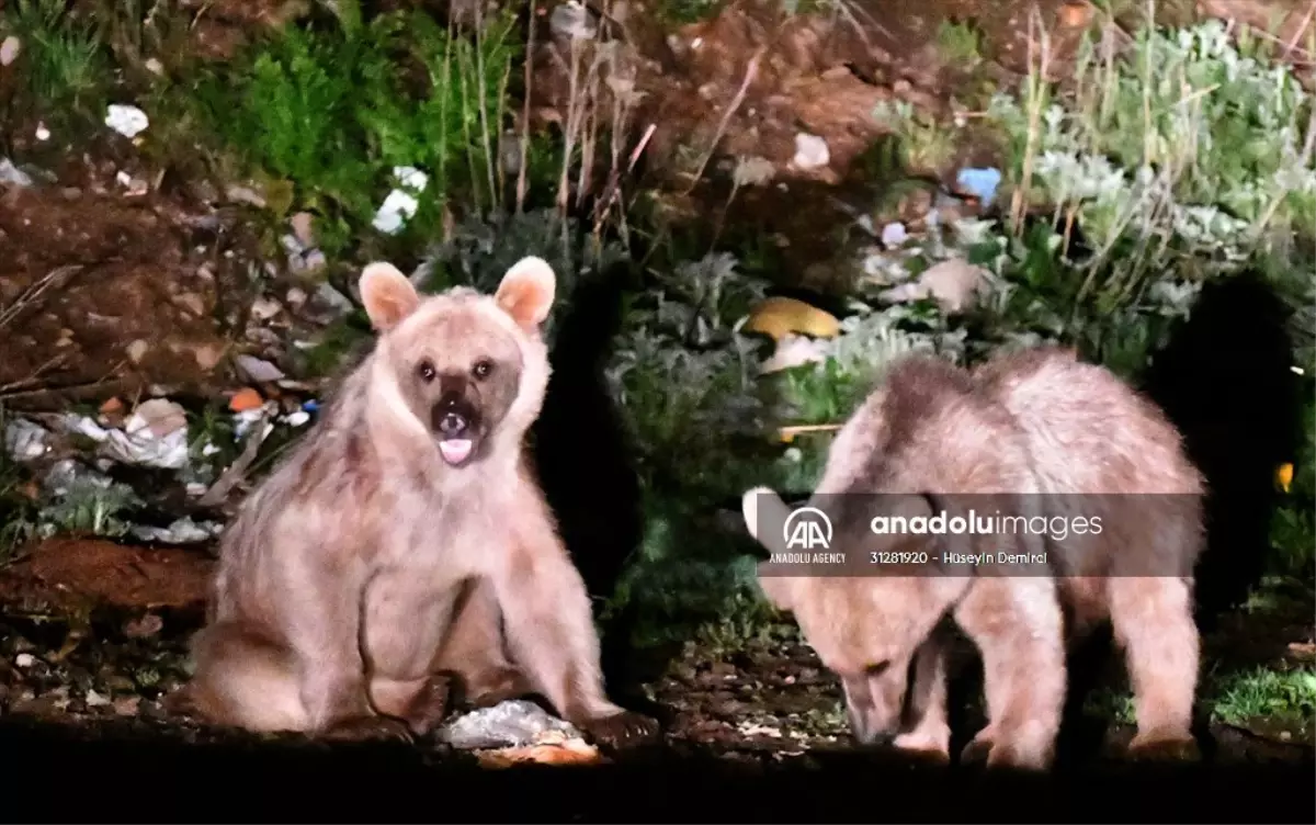 Kars\'ta Bozayı Yavruları Çöplerden Beslendi