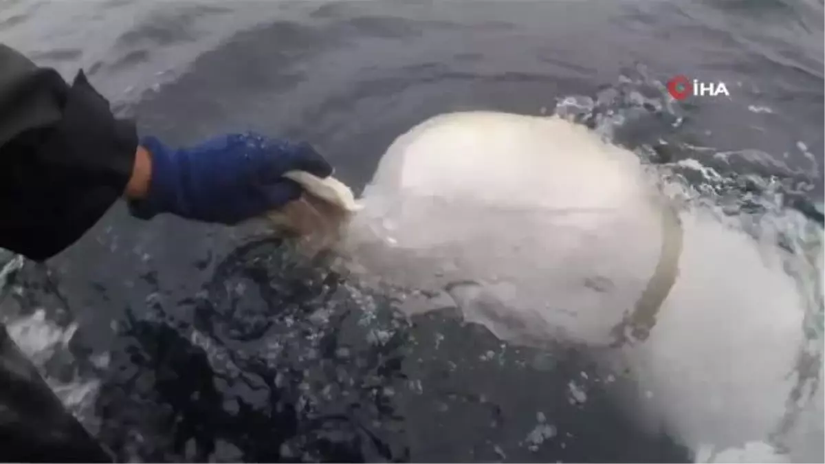 Rusya\'nın casus balinası İsveç\'te görüldü