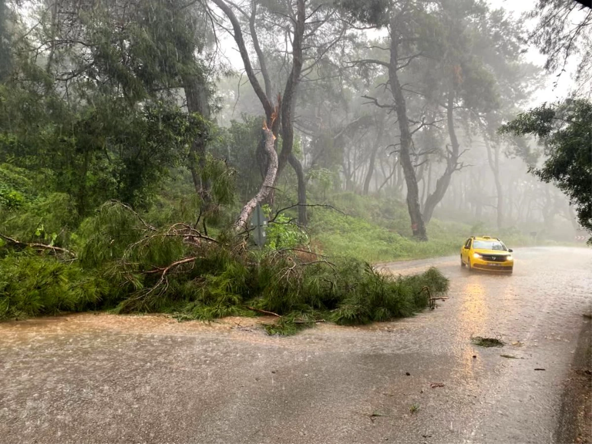 Antalya\'da Şiddetli Yağmur ve Fırtına Ağaç Devirdi