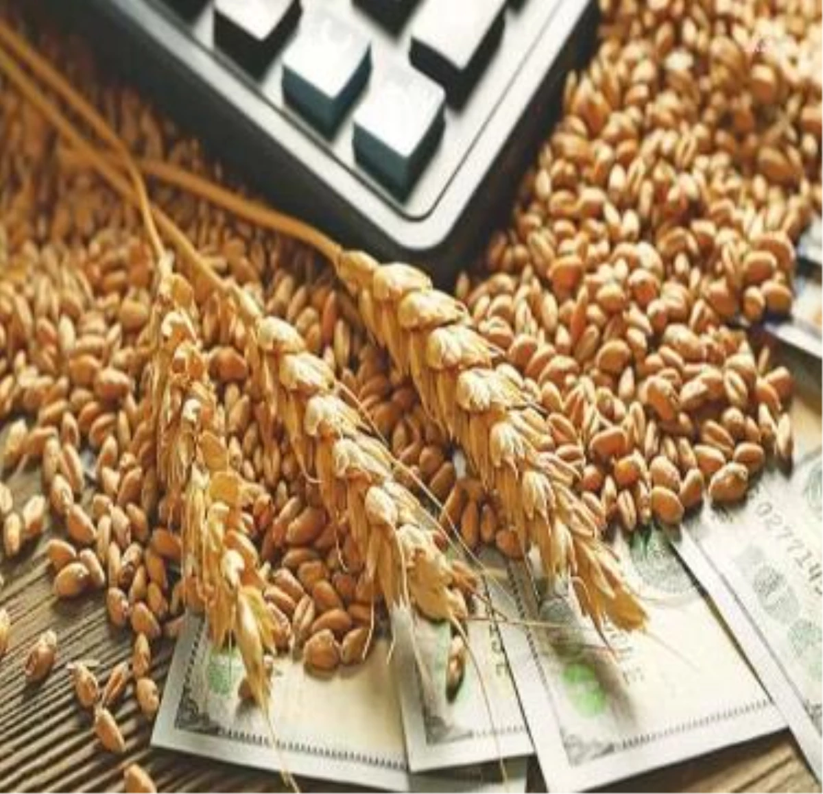 TARGEV Başkanı Doğan: 2023 yılı buğday taban fiyatları belirlenirken çiftçinin kayıpları da dikkate alınmalı