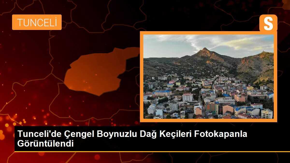 Tunceli\'de Çengel Boynuzlu Dağ Keçileri Fotokapanla Görüntülendi