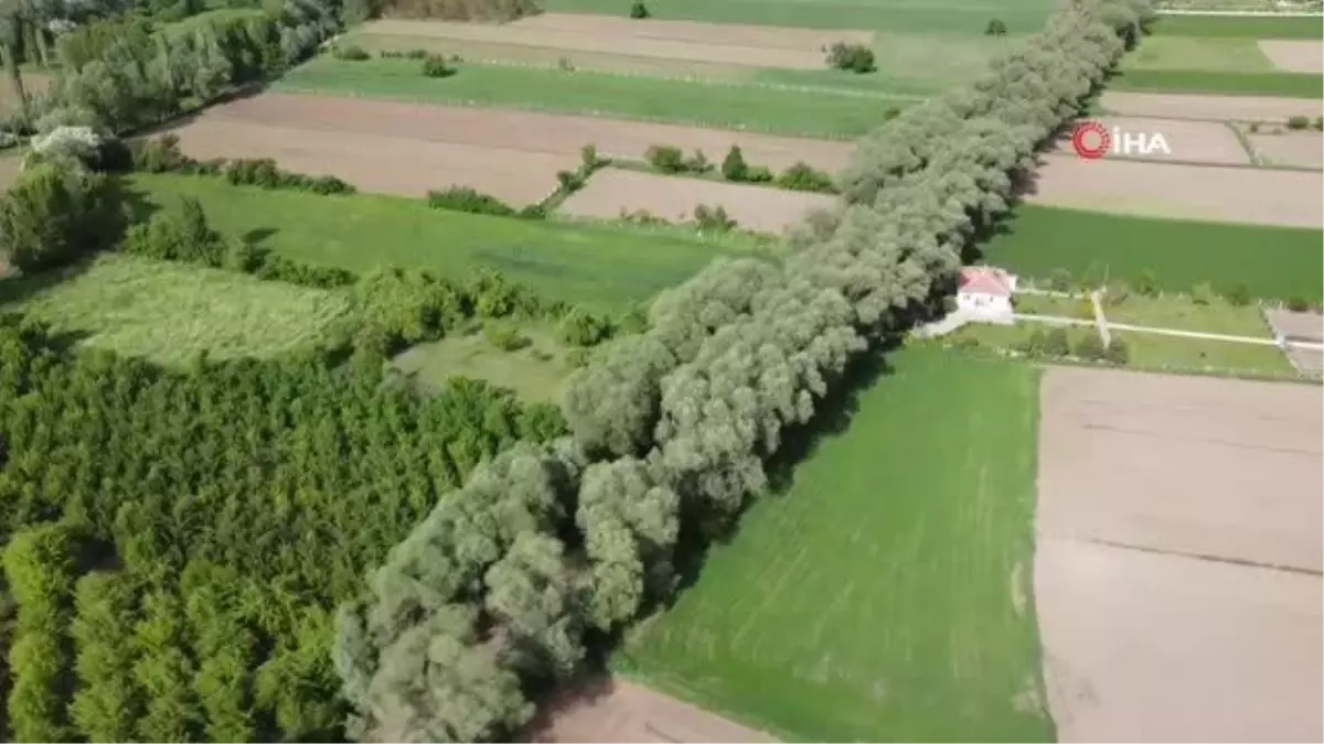 Yozgat\'ın ağaç tünelli yolu görenleri hayran bırakıyor