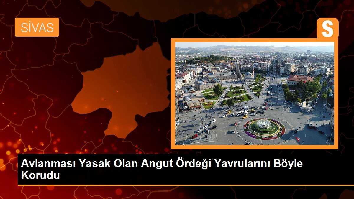 Avlanması Yasak Olan Angut Ördeği Yavrularını Böyle Korudu