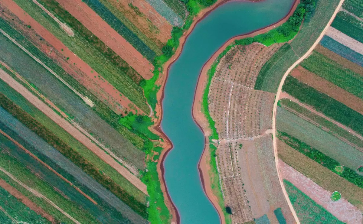 Çin\'in Zhanjiang Şehri Ananas Tarlalarıyla Yeşeriyor