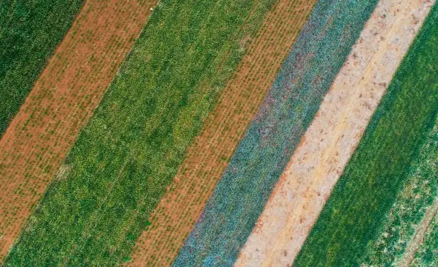 Çin'in Zhanjiang Şehri Ananas Tarlalarıyla Yeşeriyor